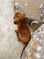  Red dachshund puppy in Ayampe Ecuador