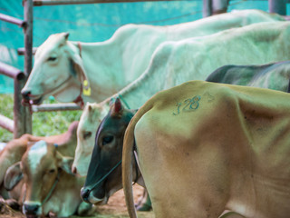 Obraz premium Free cattle to farm