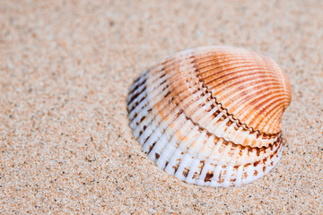 Seashell on the sand