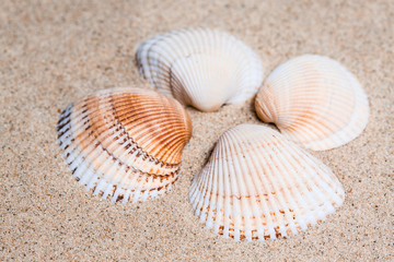 A group of seashells on the beach