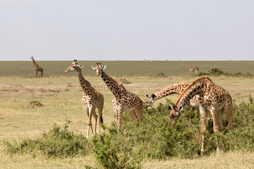Naklejka na ściany i meble Giraffes are walking in the shroud