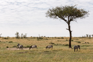 Naklejka na ściany i meble Kenya Masai Mara park savannah