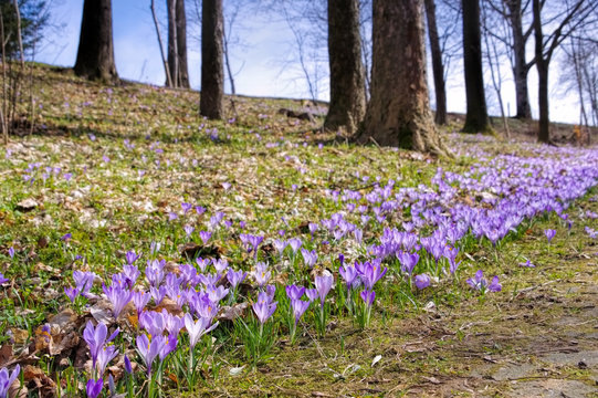 Drebach Krokuswiesen im Erzgebirge  - Crocus flowers in Drebach, Saxony