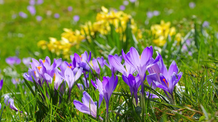 Drebach Krokuswiesen im Erzgebirge - Crocus flowers in Drebach, Saxony