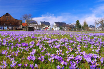 Naklejka premium Drebach Krokuswiesen im Erzgebirge - Crocus flowers in Drebach, Saxony