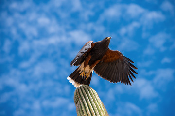 Harris Hawk