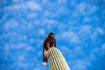 Harris Hawk