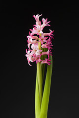 Obraz premium Hyacinth