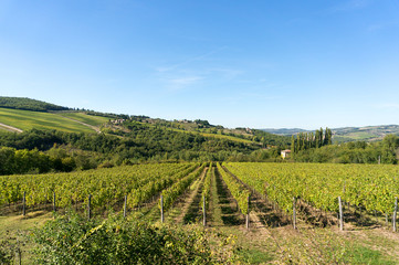 Fototapeta na wymiar Rural Tuscany landscape of vineyards and green hills