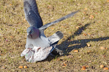 love games in pigeons