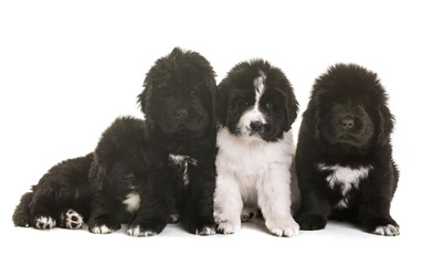 puppies newfoundland dog