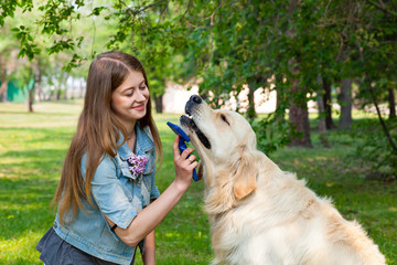 beautiful woman combing fur golden retriever dog on a green lawn