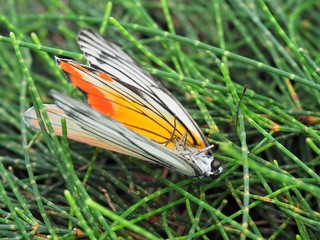 Close Up Of  Isolated Beautiful Butterfly Dead On Grass Background