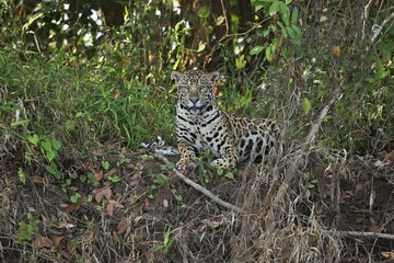 Fototapeta na wymiar American jaguar female in the shade of a brazilian jungle, panthera onca, wild brasil, brasilian wildlife, pantanal, green jungle, big cats, dark background, low key