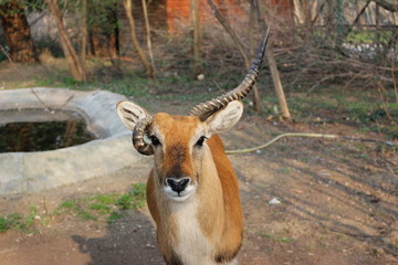 deer in zoo