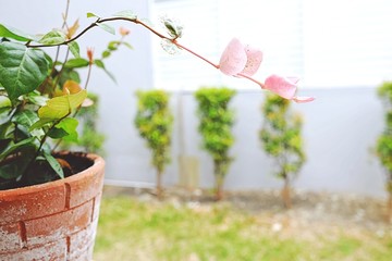 Close up Green and Pink Leaf in the Clay Pot