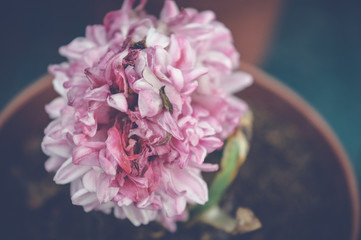 white pink flower background