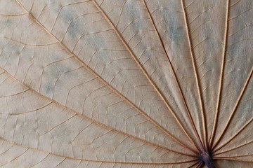 Dried leaf nature pattern closeup abstract background