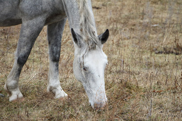 Gray horse is grazing in a meadow in early spring