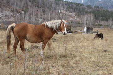 Palomino horse standing in a meadow in early spring
