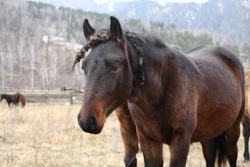 Obraz premium Horse standing in a meadow in early spring