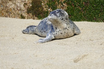 Robben - Baby in La Jolla, Kalifornien