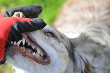 one way to stop an aggressive dog, angry dog trying to bite into a clove covered hand