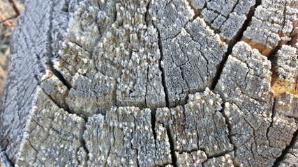 Texture of old tree stump with cracks