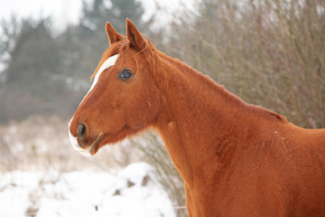 Beautiful chestnut horse in winter