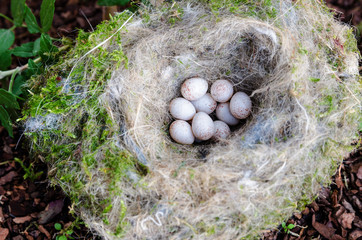 Blaumeise Nest