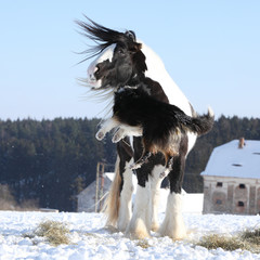 Fototapeta na wymiar Nice border collie playing with a horse