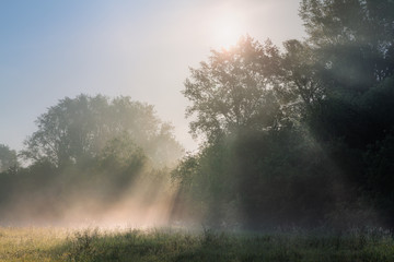 sunbeams streaming through the leaves in the morning mist