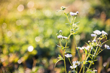 grass meadow in morning sunrise closeup with drops of water in japan