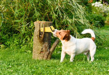 DIY concept:  dog sawing wooden log at garden