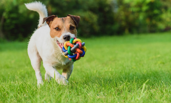 Funny dog looking at camera playing with toy ball