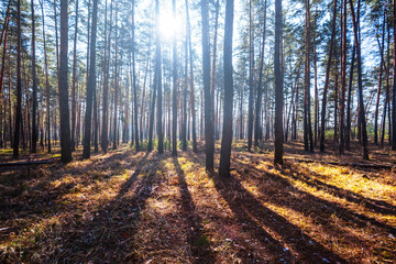 pine tree forest in a rays of sun and long shadows