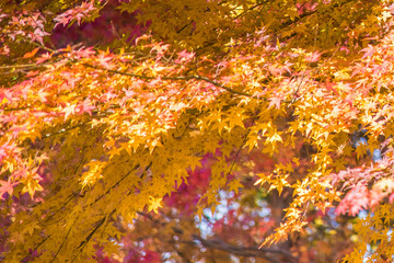 Maple leaves texture background in autumn