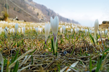 Fiore bianco di zafferano alpino che sboccia nel pascolo a primavera