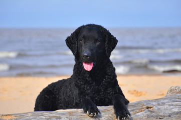 Curly coated retriever on a beach