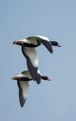 Shelduck, Common Shelduck, Tadorna tadorna