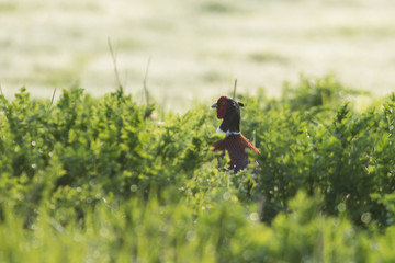 Common Pheasant, Pheasant, Birds