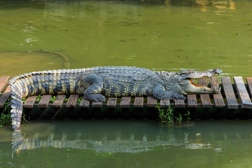 crocodile