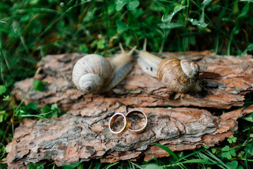 Obraz premium Golden wedding rings lie on a piece of bark next to a pair of snails