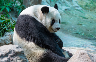 Fototapeta premium Panda