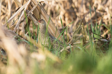 Common Pheasant, Pheasant, Birds