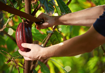 Cutting cocoa fruit