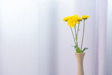 Beautiful yellow flowers in vase