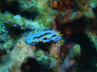 Fototapeta premium True sea slug