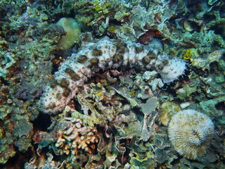 Sea cucumber