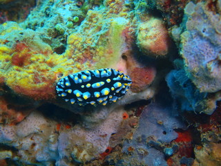 True sea slug
